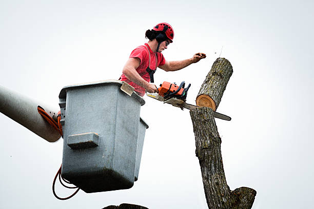 Best Tree Maintenance Programs  in Montalvin Manor, CA